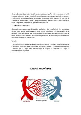 El corazón es un órgano del tamaño aproximado de un puño. Está compuesto de tejido
muscular y bombea sangre a todo el cuerpo. La sangre se transporta a todo el cuerpo a
través de los vasos sanguíneos, unos tubos llamados arterias y venas. El proceso de
transportar la sangre en todo el cuerpo se llama circulación. Juntos, el corazón y los
vasos sanguíneos componen el aparato cardiovascular.
La estructura del corazón
El corazón tiene cuatro cavidades (dos aurículas y dos ventrículos). Hay un tabique
(septo) entre las dos aurículas y otro entre los dos ventrículos. Las arterias y las venas
entran y salen del corazón. Las arterias llevan la sangre hacia afuera del corazón y las
venas la llevan hacia adentro. El flujo de sangre a través de los vasos y las cavidades del
corazón es controlado por válvulas.
Función
El corazón bombea sangre a todas las partes del cuerpo. La sangre suministra oxígeno
y nutrientes a todo el cuerpo y elimina el dióxido de carbono y los elementos residuales.
A medida que la sangre viaja por el cuerpo, el oxígeno se consume y la sangre se
convierte en desoxigenada.
VASOS SANGUÍNEOS
 
