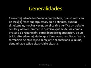 Cicatrización: fases