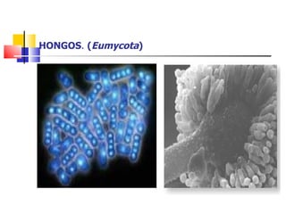 HONGOS .  ( Eumycota ) 