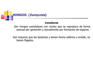 HONGOS .  ( Eumycota ) Levaduras Son hongos unicelulares con núcleo que se reproduce de forma asexual por gemación y sexualmente por formación de esporas. Son mayores que las bacterias y tienen forma esférica u ovoide, no tienen flagelos. 