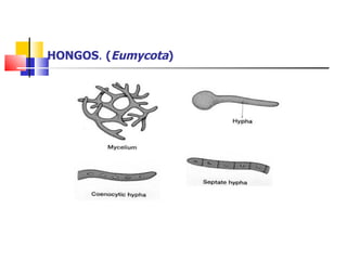 HONGOS .  ( Eumycota ) 