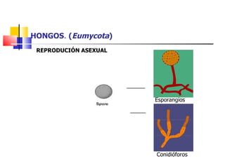 HONGOS .  ( Eumycota ) ______ _____ Esporangios Conidióforos REPRODUCIÓN ASEXUAL 