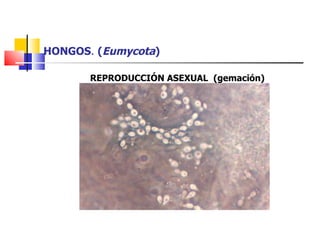 HONGOS .  ( Eumycota ) REPRODUCCIÓN ASEXUAL  (gemación) 