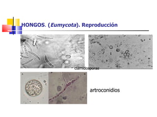HONGOS .  ( Eumycota ). Reproducción artroconidios clamidosporas 