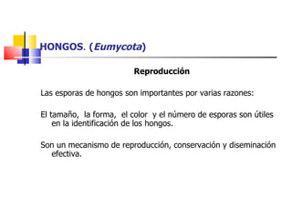 HONGOS .  ( Eumycota ) Reproducción Las esporas de hongos son importantes por varias razones: El tamaño,  la forma,  el color  y el número de esporas son útiles en la identificación de los hongos. Son un mecanismo de reproducción, conservación y diseminación efectiva. 