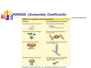HONGOS .  ( Eumycota ). Clasificación 