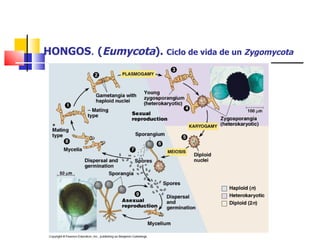 HONGOS .  ( Eumycota ).  Ciclo de vida de un  Zygomycota 