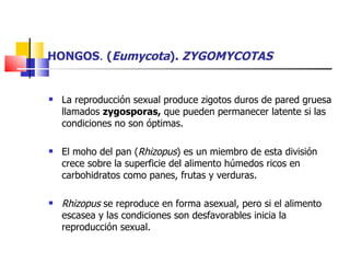 HONGOS .  ( Eumycota ).  ZYGOMYCOTAS La reproducción sexual produce zigotos duros de pared gruesa llamados  zygosporas,  que pueden permanecer latente si las condiciones no son óptimas. El moho del pan ( Rhizopus ) es un miembro de esta división crece sobre la superficie del alimento húmedos ricos en carbohidratos como panes, frutas y verduras. Rhizopus  se reproduce en forma asexual, pero si el alimento escasea y las condiciones son desfavorables inicia la reproducción sexual. 