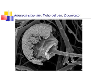 Rhizopus stolonifer . Moho del pan. Zigomiceto 
