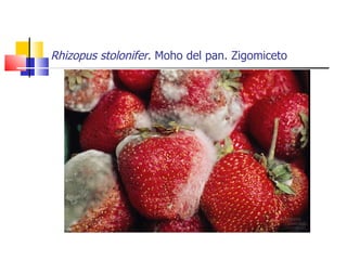 Rhizopus stolonifer . Moho del pan. Zigomiceto 