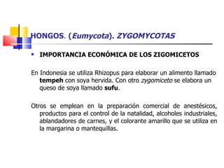 HONGOS .  ( Eumycota ).  ZYGOMYCOTAS IMPORTANCIA ECONÓMICA DE LOS ZIGOMICETOS En Indonesia se utiliza Rhizopus para elaborar un alimento llamado  tempeh  con soya hervida. Con otro  zygomiceto  se elabora un queso de soya llamado  sufu . Otros se emplean en la preparación comercial de anestésicos, productos para el control de la natalidad, alcoholes industriales, ablandadores de carnes, y el colorante amarillo que se utiliza en la margarina o mantequillas. 