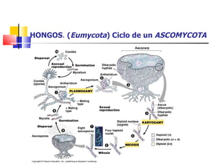 HONGOS .  ( Eumycota ) Ciclo de un  ASCOMYCOTA 