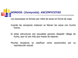 HONGOS .  ( Eumycota ).  ASCOMYCOTAS Los ascocarpos se forman por miles de ascas en forma de copa. Cuando las ascoporas maduran se liberan las ascas con mucha fuerza.  Si estas estructuras son sacudidas parecen despedir ráfaga de humo, que no son más que masas de esporas.  Muchas levaduras se clasifican como ascomicetos por su reproducción sexual. 