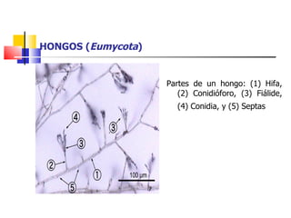HONGOS ( Eumycota ) Partes de un hongo: (1) Hifa, (2) Conidióforo, (3) Fiálide, (4) Conidia, y (5) Septas   