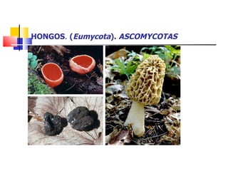 HONGOS .  ( Eumycota ).  ASCOMYCOTAS 