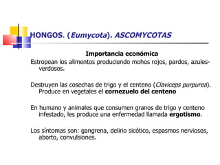 HONGOS .  ( Eumycota ).  ASCOMYCOTAS Importancia económica Estropean los alimentos produciendo mohos rojos, pardos, azules-verdosos. Destruyen las cosechas de trigo y el centeno ( Claviceps purpurea ). Produce en vegetales el  cornezuelo del centeno En humano y animales que consumen granos de trigo y centeno infestado, les produce una enfermedad llamada  ergotismo . Los síntomas son: gangrena, delirio sicótico, espasmos nerviosos, aborto, convulsiones.  