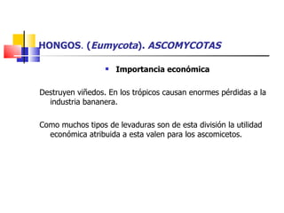 HONGOS .  ( Eumycota ).  ASCOMYCOTAS Importancia económica Destruyen viñedos. En los trópicos causan enormes pérdidas a la industria bananera. Como muchos tipos de levaduras son de esta división la utilidad económica atribuida a esta valen para los ascomicetos. 