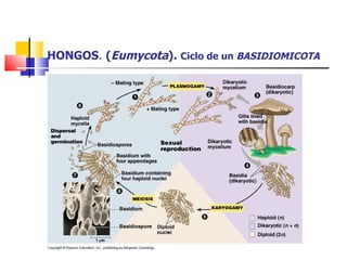 HONGOS .  ( Eumycota ).  Ciclo de un  BASIDIOMICOTA 