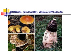 HONGOS .  ( Eumycota ).  BASIDIOMYCOTAS 