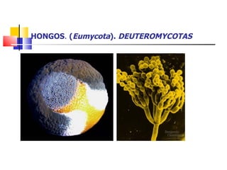 HONGOS .  ( Eumycota ).  DEUTEROMYCOTAS 