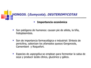 HONGOS .  ( Eumycota ).  DEUTEROMYCOTAS Importancia económica Son patógeno de humanos: causan pie de atleta, la tiña, histoplasmósis. Son de importancia farmacológica e industrial: Síntesis de penicilina, saborizan los afamados quesos Gorgonzola, Camembert  y Roquefort. Especies de  aspergillus  se emplean para fermentar la salsa de soya y producir ácido cítrico, glucónico y gálico. 