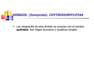 HONGOS .  ( Eumycota ).  CHYTRIDIOMYCOTAS Los integrantes de esta división se conocen con el nombre  quítridos . Son hogos terrestres y acuáticos simples  