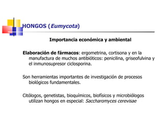 HONGOS ( Eumycota ) Importancia económica y ambiental Elaboración de fármacos : ergometrina, cortisona y en la manufactura de muchos antibióticos: penicilina, griseofulvina y el inmunosupresor ciclosporina. Son herramientas importantes de investigación de procesos biológicos fundamentales. Citólogos, genetistas, bioquímicos, biofísicos y microbiólogos utilizan hongos en especial:  Saccharomyces cerevisae   