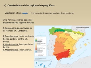 a) Características de las regiones biogeográficas.
Vegetación o flora

Es el conjunto de especies vegetales de un territorio.

En la Península ibérica podemos
encontrar cuatro regiones florales.
R. Boreoalpina. Zona elevada de
los Pirineos y C. Cantábrica.
R. Eurosiberiana. Norte península
Ibérica, parte S. Central y S.
Ibérico.
R. Mediterránea. Resto península
Ibérica.
R. Macaronésica. Islas Canarias.

 