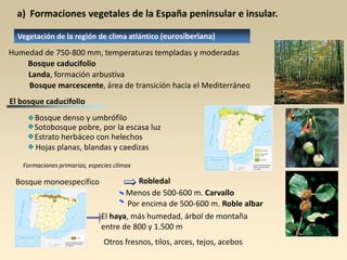a) Formaciones vegetales de la España peninsular e insular.
Vegetación de la región de clima atlántico (eurosiberiana)

Humedad de 750-800 mm, temperaturas templadas y moderadas
Bosque caducifolio
Landa, formación arbustiva
Bosque marcescente, área de transición hacia el Mediterráneo
El bosque caducifolio
Bosque denso y umbrófilo
Sotobosque pobre, por la escasa luz
Estrato herbáceo con helechos
Hojas planas, blandas y caedizas
Formaciones primarias, especies clímax

Bosque monoespecífico

Robledal
Menos de 500-600 m. Carvallo
Por encima de 500-600 m. Roble albar
El haya, más humedad, árbol de montaña
entre de 800 y 1.500 m
Otros fresnos, tilos, arces, tejos, acebos

 