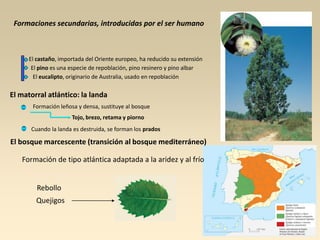 Formaciones secundarias, introducidas por el ser humano

El castaño, importada del Oriente europeo, ha reducido su extensión
El pino es una especie de repoblación, pino resinero y pino albar
El eucalipto, originario de Australia, usado en repoblación

El matorral atlántico: la landa
Formación leñosa y densa, sustituye al bosque

Tojo, brezo, retama y piorno
Cuando la landa es destruida, se forman los prados

El bosque marcescente (transición al bosque mediterráneo)
Formación de tipo atlántica adaptada a la aridez y al frío

Rebollo
Quejigos

 