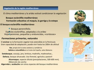 Vegetación de la región mediterránea

El clima mediterráneo y la aridez estival condicionan la vegetación
Bosque esclerófilo mediterráneo
Formación arbustiva: el maquis, la garriga y la estepa
El bosque esclerófilo mediterráneo
Bosque perennifolio.
Especies esclerófilas, adaptadas a la aridez
Hojas perennes, pequeñas y endurecidas, «coriáceas»

Formaciones primarias, naturales
El encinar es la formación vegetal más extendida en la Península
Gran capacidad de adaptación, puede vivir hasta los 200m de altitud
Ilex, propia de la costa catalana y cantábrica
Ballota o rotundifolia en el resto de España, salvo Baleares

Sotobosque, coscoja, jara, lentisco, madroño, madreselvas…
Dehesa, bosque ahuecado. Uso forestal, agrícola y pastoril
Alcornoque, especie silícola (precipitaciones, 500-600 mm).
Obtención de corcho
Algarrobo y acebuche son otras especies del bosque mediterráneo

 