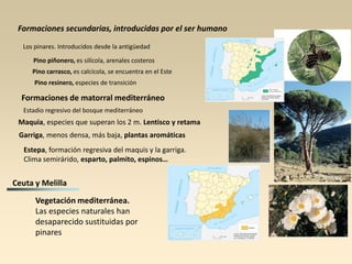Formaciones secundarias, introducidas por el ser humano
Los pinares. Introducidos desde la antigüedad
Pino piñonero, es silícola, arenales costeros
Pino carrasco, es calcícola, se encuentra en el Este
Pino resinero, especies de transición

Formaciones de matorral mediterráneo
Estadio regresivo del bosque mediterráneo

Maquia, especies que superan los 2 m. Lentisco y retama
Garriga, menos densa, más baja, plantas aromáticas
Estepa, formación regresiva del maquis y la garriga.
Clima semirárido, esparto, palmito, espinos…

Ceuta y Melilla
Vegetación mediterránea.
Las especies naturales han
desaparecido sustituidas por
pinares

 