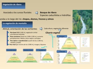 Vegetación de ribera

Asociada a los cursos fluviales

Bosque de ribera
Especies caducifolias e hidrófilas

Bandas a lo largo del río: chopos, álamos, fresnos y olmos
La vegetación de montaña

Altitud, orientación de las vertientes

Cada altura, vegetación diferente

Piso basal (800-1100 m), vegetación similar
a las llanuras limítrofes
Pisos montanos (hasta los 2.000-2.200 m), aumento
precipitaciones. Abetos, pinos negros o pinsapos

Cliserie vegetal
Pirineos

Piso alpino o supraforestal (a partir de los 2.200 m),
hierbas y prados
Piso nival (por encima de los 3.000 m), musgos y líquenes

Eurosiberiana

Mediterránea

C. Cantábrica

S. Nevada

 