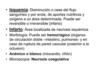 • Isquemia: Disminución o cese del flujo
sanguíneo y por ende, de aportes nutritivos y
oxígeno a un área determinada. Puede ser
reversible o irreversible (infarto)
• Infarto: Área localizada de necrosis isquémica
• Morfología: Puede ser hemorrágico (órganos
de circulación doble –intestino, pulmones- y en
caso de ruptura de pared vascular posterior a la
oclusion)
• Anémico o blanco (miocardio, riñón)
• Microscopia: Necrosis coagulativa
 