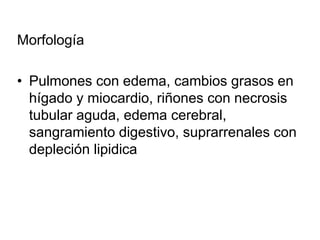 Morfología
• Pulmones con edema, cambios grasos en
hígado y miocardio, riñones con necrosis
tubular aguda, edema cerebral,
sangramiento digestivo, suprarrenales con
depleción lipidica
 