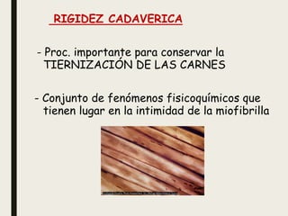 RIGIDEZ CADAVERICA
- Proc. importante para conservar la
TIERNIZACIÓN DE LAS CARNES
- Conjunto de fenómenos fisicoquímicos que
tienen lugar en la intimidad de la miofibrilla
 