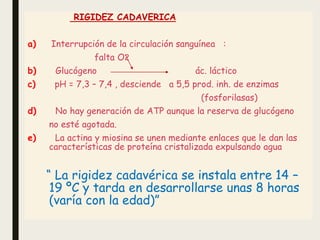 RIGIDEZ CADAVERICA
a) Interrupción de la circulación sanguínea :
falta O2
b) Glucógeno ác. láctico
c) pH = 7,3 – 7,4 , desciende a 5,5 prod. inh. de enzimas
(fosforilasas)
d) No hay generación de ATP aunque la reserva de glucógeno
no esté agotada.
e) La actina y miosina se unen mediante enlaces que le dan las
características de proteína cristalizada expulsando agua
“ La rigidez cadavérica se instala entre 14 –
19 ºC y tarda en desarrollarse unas 8 horas
(varía con la edad)”
 