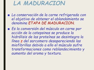 LA MADURACION
■ La conservación de la carne refrigerada con
el objetivo de obtener el ablandamiento se
denomina ETAPA DE MADURACION.
■ Es la conversión del músculo en carne por
acción de la catepsinas se produce la
hidrólisis de las proteínas se desintegra la
línea z del sarcomero desapareciendo las
miofibrillas debido a ello el músculo sufre
transformaciones como reblandecimiento y
aumento del aroma y textura.
 