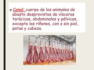  Canal: cuerpo de los animales de
abasto desprovistos de vísceras
torácicas, abdominales y pélvicas,
excepto los riñones, con o sin piel,
patas y cabeza.
 