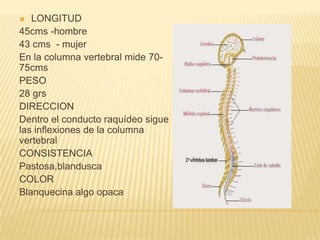 Tema VI - Medula Espinal