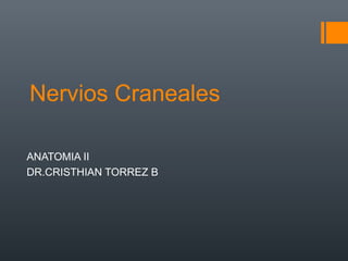 Nervios Craneales
ANATOMIA II
DR.CRISTHIAN TORREZ B
 