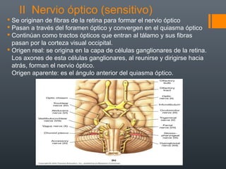 II Nervio óptico (sensitivo)
 Se originan de fibras de la retina para formar el nervio óptico
 Pasan a través del foramen óptico y convergen en el quiasma óptico
 Continúan como tractos ópticos que entran al tálamo y sus fibras
pasan por la corteza visual occipital.
 Origen real: se origina en la capa de células ganglionares de la retina.
Los axones de esta células ganglionares, al reunirse y dirigirse hacia
atrás, forman el nervio óptico.
Origen aparente: es el ángulo anterior del quiasma óptico.
 