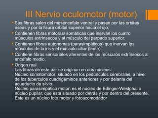 III Nervio oculomotor (motor)
 Sus fibras salen del mesencefalo ventral y pasan por las orbitas
óseas y por la fisura orbital superior hacia el ojo.
 Contienen fibras motoras/ somáticas que inervan los cuatro
músculos extrínsecos y al músculo del parpado superior.
 Contienen fibras autonomas (parasimpáticos) que inervan los
músculos de la iris y el músculo ciliar (lente).
 Contiene fibras sensoriales aferentes de los músculos extrínsecos al
encéfalo medio.
 Origen real
Las fibras de este par se originan en dos núcleos:
Núcleo somatomotor: situado en los pedúnculos cerebrales, a nivel
de los tuberculos cuadrigéminos anteriores y por delante del
acueducto de silvio.
Núcleo parasimpático motor: es el núcleo de Edinger-Westphal o
núcleo pupilar, que esta situado por detrás y por dentro del presente.
Este es un núcleo foto motor y fotoacomodador
 