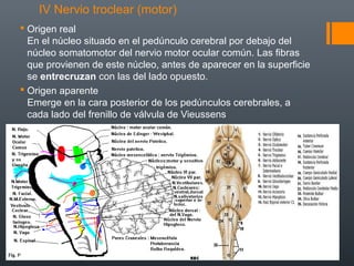 IV Nervio troclear (motor)
 Origen real
En el núcleo situado en el pedúnculo cerebral por debajo del
núcleo somatomotor del nervio motor ocular común. Las fibras
que provienen de este núcleo, antes de aparecer en la superficie
se entrecruzan con las del lado opuesto.
 Origen aparente
Emerge en la cara posterior de los pedúnculos cerebrales, a
cada lado del frenillo de válvula de Vieussens
 