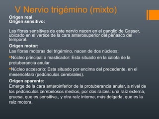 V Nervio trigémino (mixto)
Origen real
Origen sensitivo:
Las fibras sensitivas de este nervio nacen en el ganglio de Gasser,
ubicado en el vértice de la cara anterosuperior del peñasco del
temporal.
Origen motor:
Las fibras motoras del trigémino, nacen de dos núcleos:
Núcleo principal o masticador: Esta situado en la calota de la
protuberancia anular
Núcleo accesorio: Esta situado por encima del precedente, en el
mesencéfalo (pedúnculos cerebrales).
Origen aparente:
Emerge de la cara anteroinferior de la protuberancia anular, a nivel de
los pedúnculos cerebelosos medios, por dos raíces: una raíz externa,
gruesa, que es sensitiva., y otra raíz interna, más delgada, que es la
raíz motora.
 