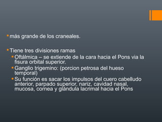 más grande de los craneales.
Tiene tres divisiones ramas
Oftálmica – se extiende de la cara hacia el Pons via la
fisura orbital superior.
Ganglio trigemino: (porcion petrosa del hueso
temporal)
Su función es sacar los impulsos del cuero cabelludo
anterior, parpado superior, nariz, cavidad nasal,
mucosa, cornea y glándula lacrimal hacia el Pons
 