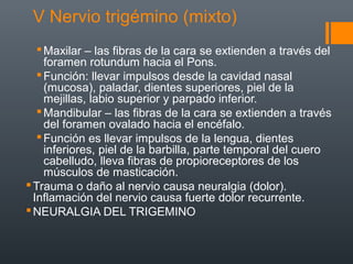 V Nervio trigémino (mixto)
Maxilar – las fibras de la cara se extienden a través del
foramen rotundum hacia el Pons.
Función: llevar impulsos desde la cavidad nasal
(mucosa), paladar, dientes superiores, piel de la
mejillas, labio superior y parpado inferior.
Mandibular – las fibras de la cara se extienden a través
del foramen ovalado hacia el encéfalo.
Función es llevar impulsos de la lengua, dientes
inferiores, piel de la barbilla, parte temporal del cuero
cabelludo, lleva fibras de propioreceptores de los
músculos de masticación.
Trauma o daño al nervio causa neuralgia (dolor).
Inflamación del nervio causa fuerte dolor recurrente.
NEURALGIA DEL TRIGEMINO
 