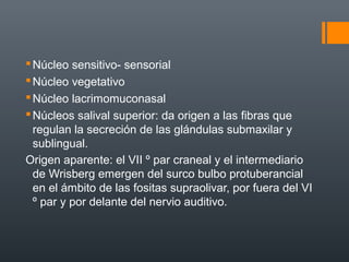Núcleo sensitivo- sensorial
Núcleo vegetativo
Núcleo lacrimomuconasal
Núcleos salival superior: da origen a las fibras que
regulan la secreción de las glándulas submaxilar y
sublingual.
Origen aparente: el VII º par craneal y el intermediario
de Wrisberg emergen del surco bulbo protuberancial
en el ámbito de las fositas supraolivar, por fuera del VI
º par y por delante del nervio auditivo.
 