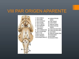 VIII PAR ORIGEN APARENTE
 