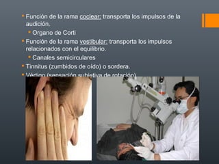  Función de la rama coclear: transporta los impulsos de la
audición.
 Organo de Corti
 Función de la rama vestibular: transporta los impulsos
relacionados con el equilibrio.
 Canales semicirculares
 Tinnitus (zumbidos de oído) o sordera.
 Vértigo (sensación subjetiva de rotación).
 
